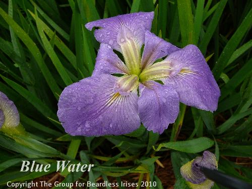 Blue Water (1)